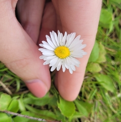 Bellis perennis
