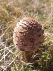 Macrolepiota procera