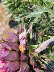 Periphanes delphinii