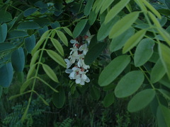 Robinia pseudoacacia