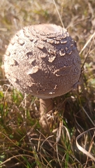 Macrolepiota procera