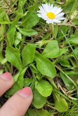 Bellis perennis