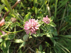 Trifolium pratense