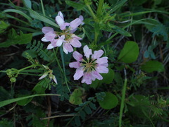 Securigera varia