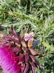 Periphanes delphinii