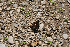 Apatura ilia