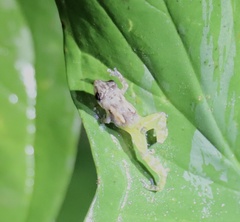 Diasporus