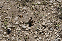 Apatura ilia