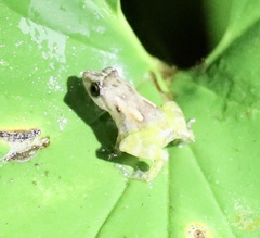 Diasporus
