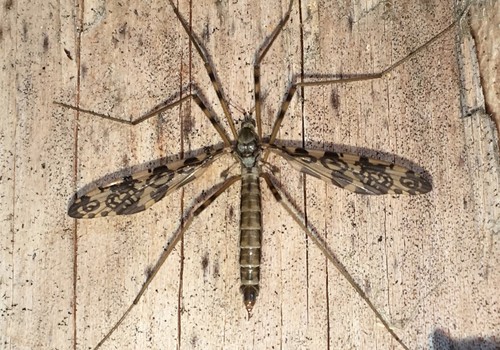 Epiphragma ocellare nuotrauka