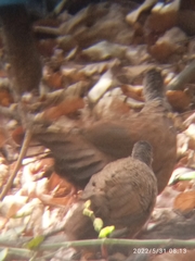 Galloperdix spadicea