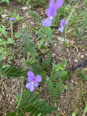 Viola bubanii