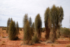 Allocasuarina decaisneana