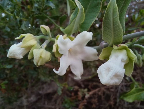 iNaturalist observation photo of Moth Vine