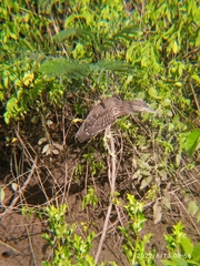 Nycticorax nycticorax
