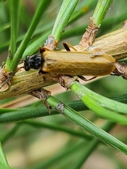 Rhagonycha nigriventris
