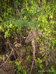 Nycticorax nycticorax