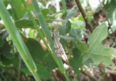 Chrysocrambus dentuellus