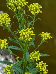 Erysimum hieraciifolium