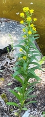 Erysimum hieraciifolium