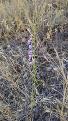 Sairocarpus vexillocalyculatus vexillocalyculatus