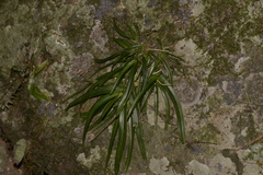 Sarcochilus fitzgeraldii