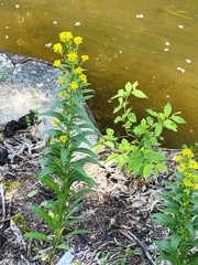 Erysimum hieraciifolium
