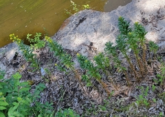 Erysimum hieraciifolium