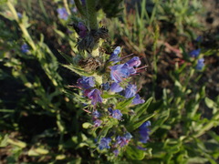 Echium vulgare