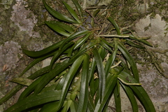 Sarcochilus fitzgeraldii