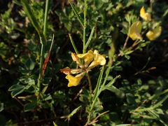 Lotus corniculatus