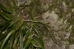 Sarcochilus fitzgeraldii
