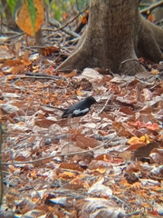 Copsychus saularis