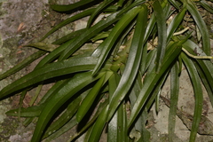Sarcochilus fitzgeraldii