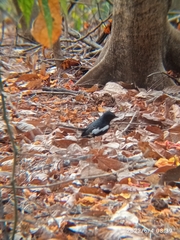 Copsychus saularis