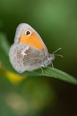 Coenonympha pamphilus