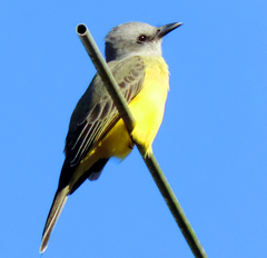 Tyrannus melancholicus