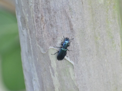 Temnoscheila virescens