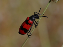 Mylabris syriaca