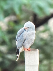 Kaupifalco monogrammicus