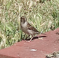 Passer domesticus