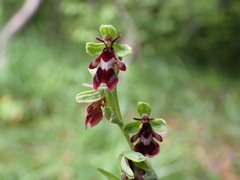 Ophrys insectifera