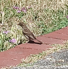 Passer domesticus