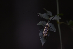 Macrochenus tigrinus