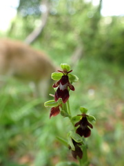 Ophrys insectifera