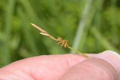Carex sterilis