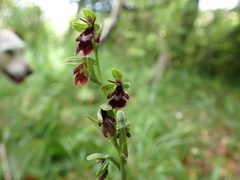 Ophrys insectifera