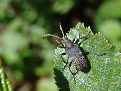 Evodinus clathratus
