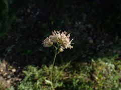 Dactylis glomerata