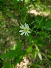 Lactuca hispida